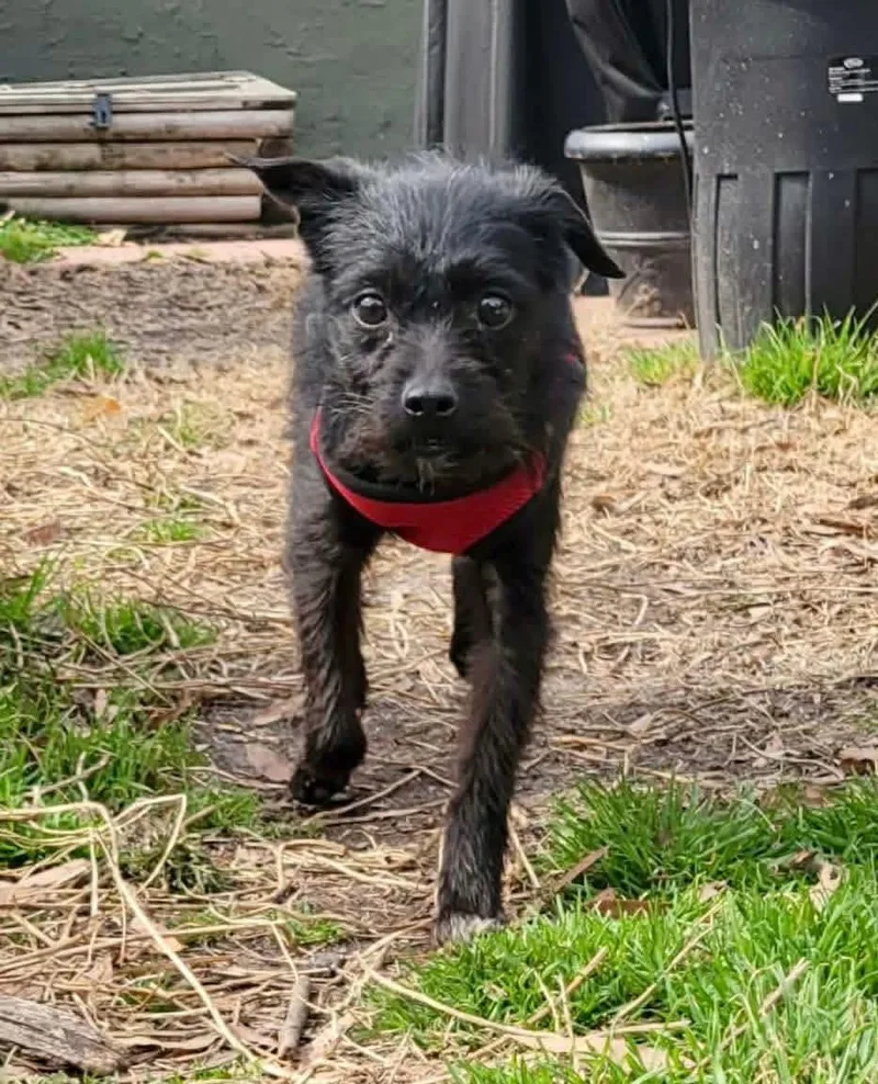 Persimmon thumbnail 2