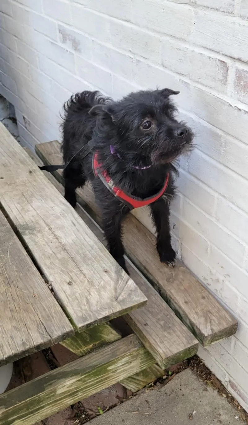 Persimmon thumbnail 3