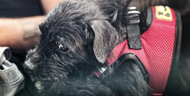 Persimmon thumbnail 4