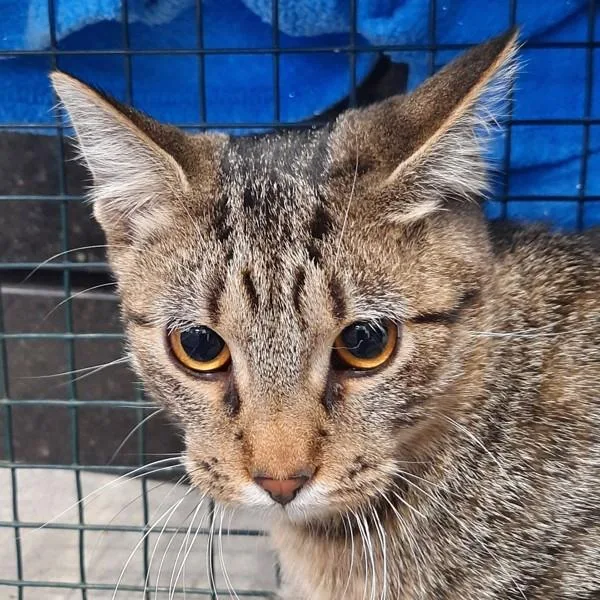 Goodyear  Bonded With