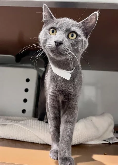 A young medium-sized male Domestic Short Hair cat named Moncho for adoption in San Francisco, CA