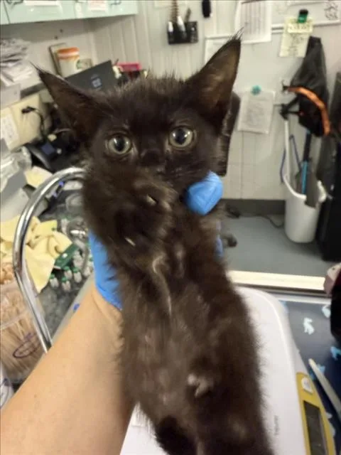 A baby small-sized female Black Domestic Short Hair cat named Jude for adoption in Woodland, CA