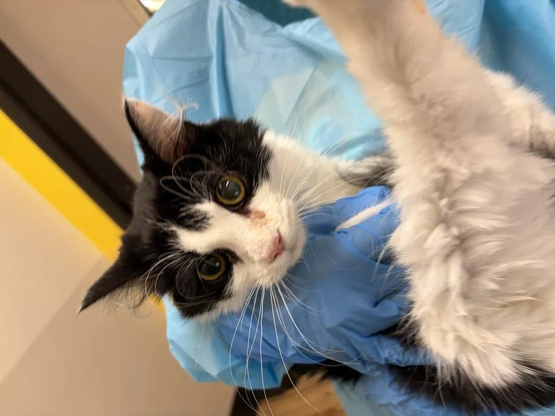 A baby small-sized female Black Domestic Medium Hair cat named Zinnia for adoption in Raleigh, NC