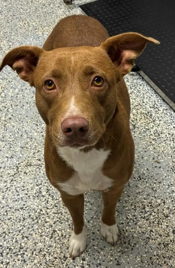 An adult medium-sized female Pit Bull Terrier dog named Shay for adoption in Seven Points, TX
