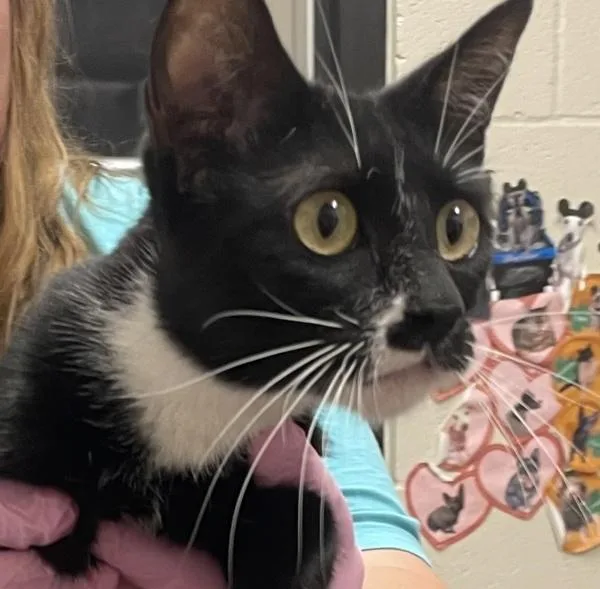 A young small-sized female Domestic Short Hair cat named Shakira for adoption in El Cajon, CA