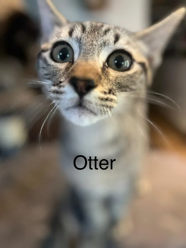 Otter
