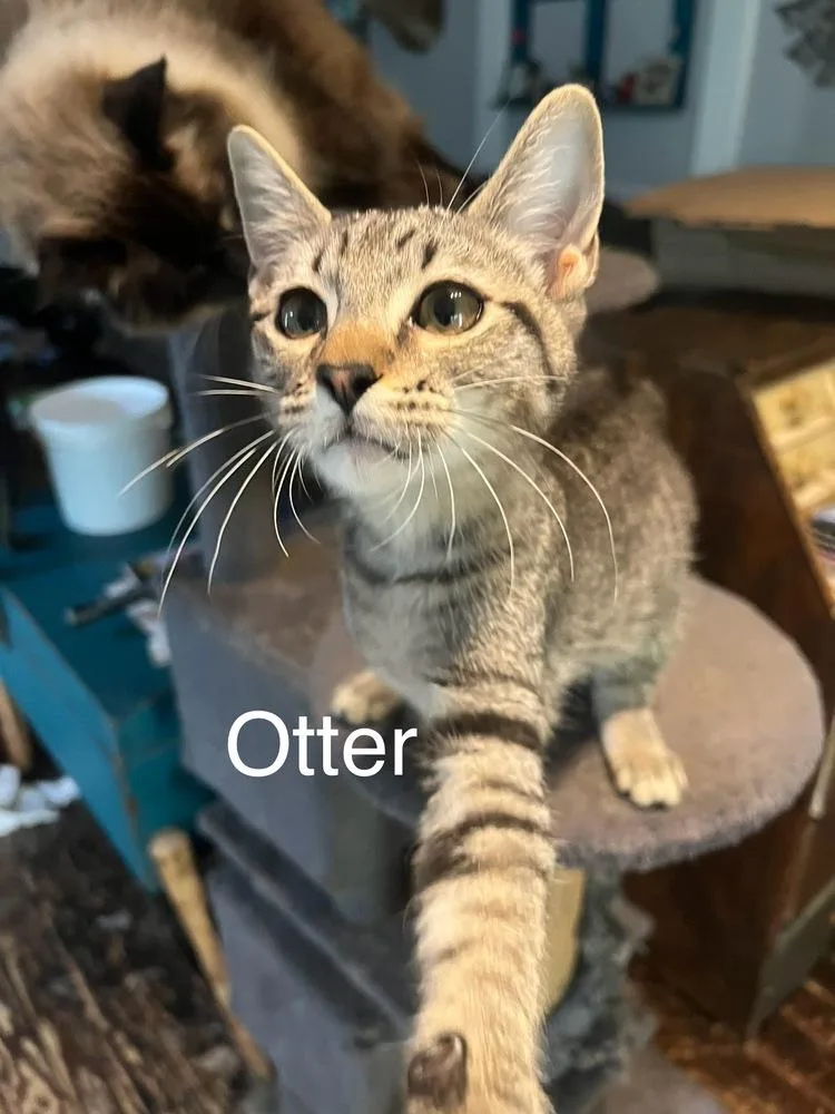 Otter thumbnail 2