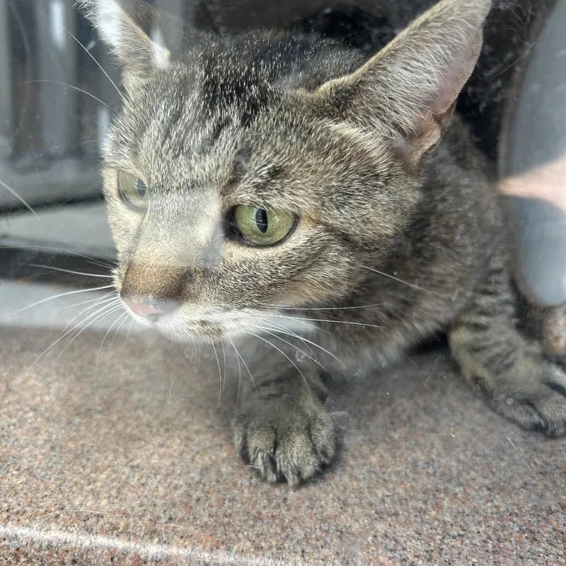 An adult medium-sized female Gray / Blue / Silver Domestic Short Hair cat named Rogue for adoption in Greensboro, NC