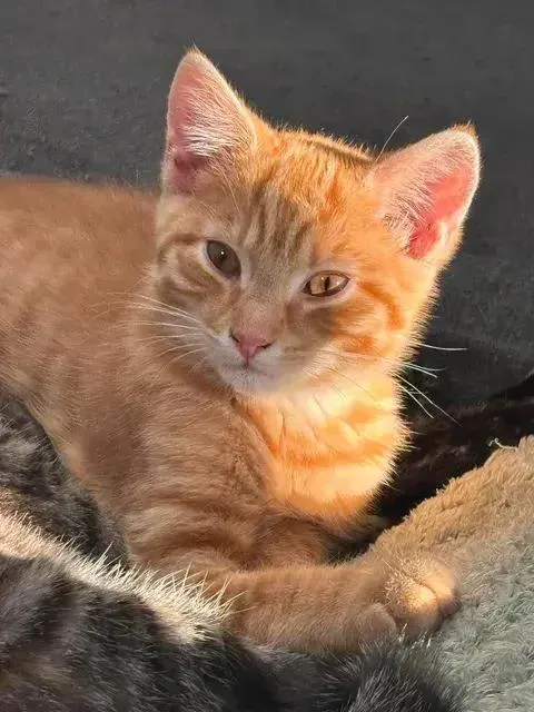 A baby small-sized male Orange & White Domestic Short Hair cat named Cooper for adoption in Woodbridge, VA