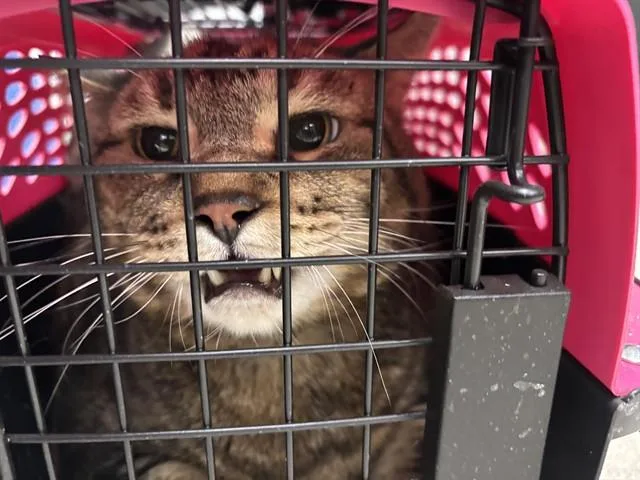 A senior small-sized male Domestic Short Hair cat named Theo for adoption in Garland, TX