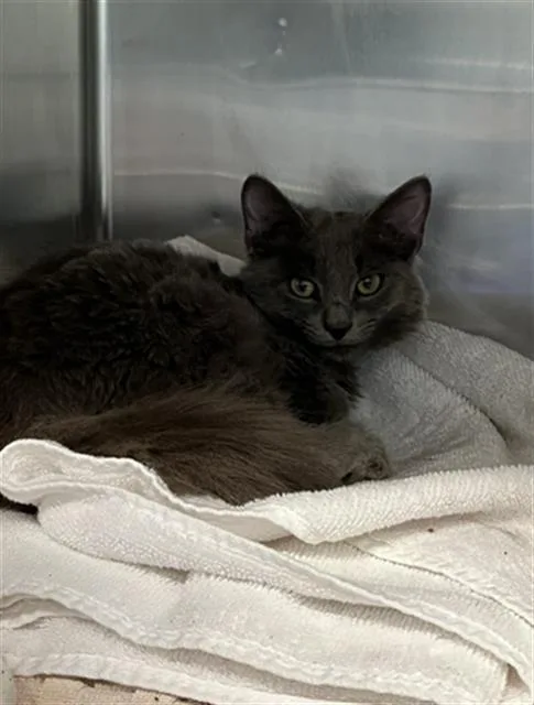 A baby small-sized male Domestic Long Hair cat named Lewis for adoption in Long Beach, CA
