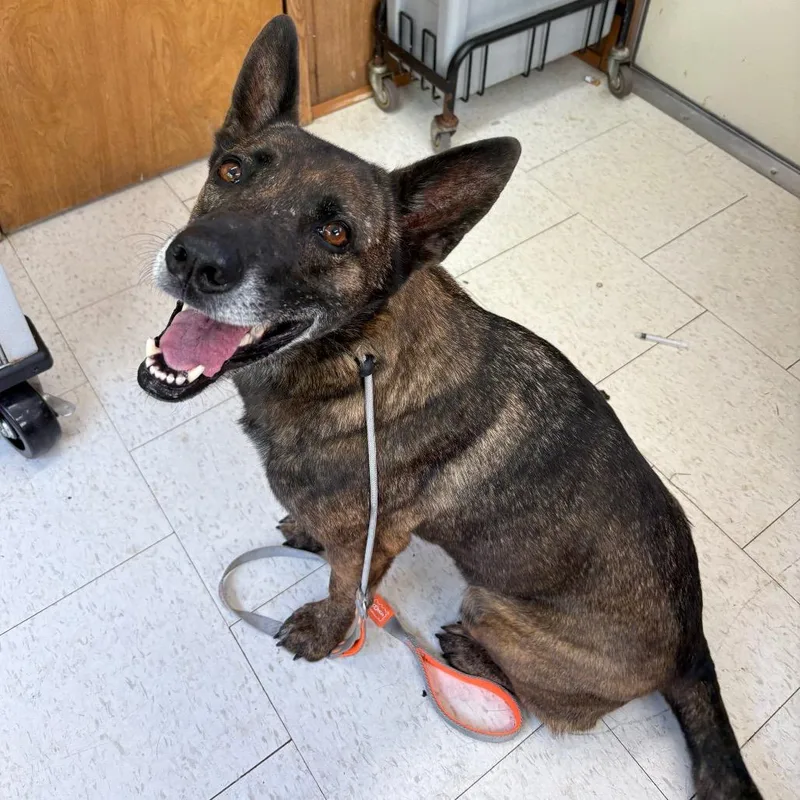 An adult medium-sized female Brown / Chocolate Mixed Breed dog named Cadet Kelly for adoption in Columbiana, AL