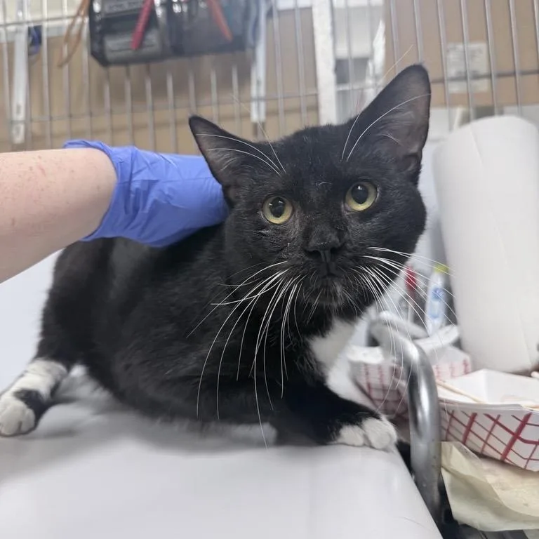A young medium-sized male Black Domestic Short Hair cat named Finnegan for adoption in New York, NY