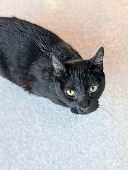 An adult large-sized male Domestic Short Hair cat named Binx for adoption in Mansfield, TX