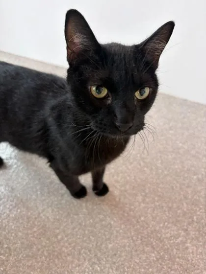 Binx thumbnail 2