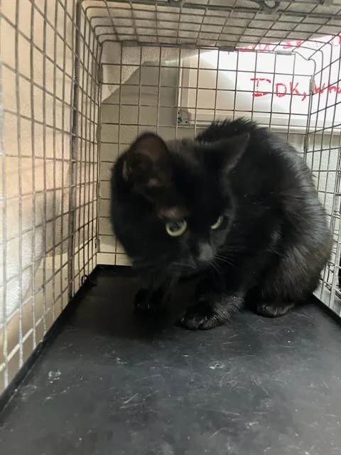 An adult small-sized female Domestic Short Hair cat named Macy for adoption in Jacksonville, FL