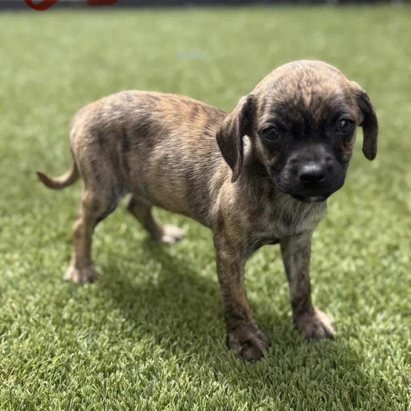 A baby small-sized male Brindle Chihuahua dog named Tatar Tot for adoption in LOXAHATCHEE, FL