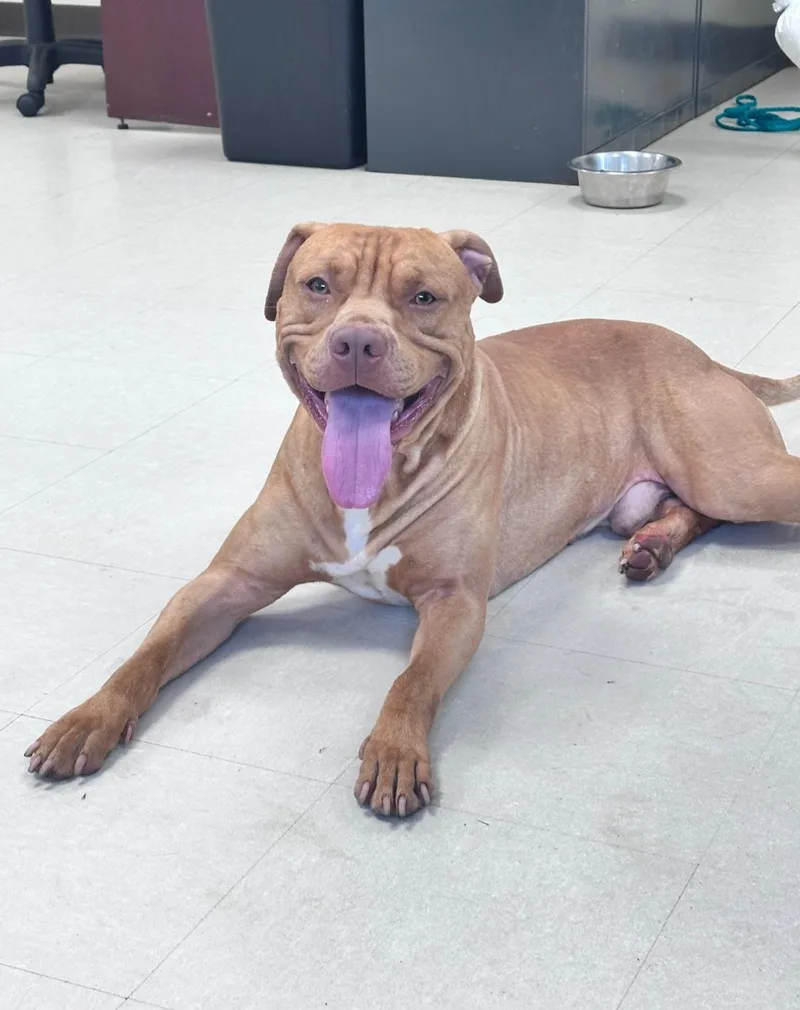 An adult large-sized male Red / Chestnut / Orange Pit Bull Terrier dog named Junior for adoption in Clayton, NJ