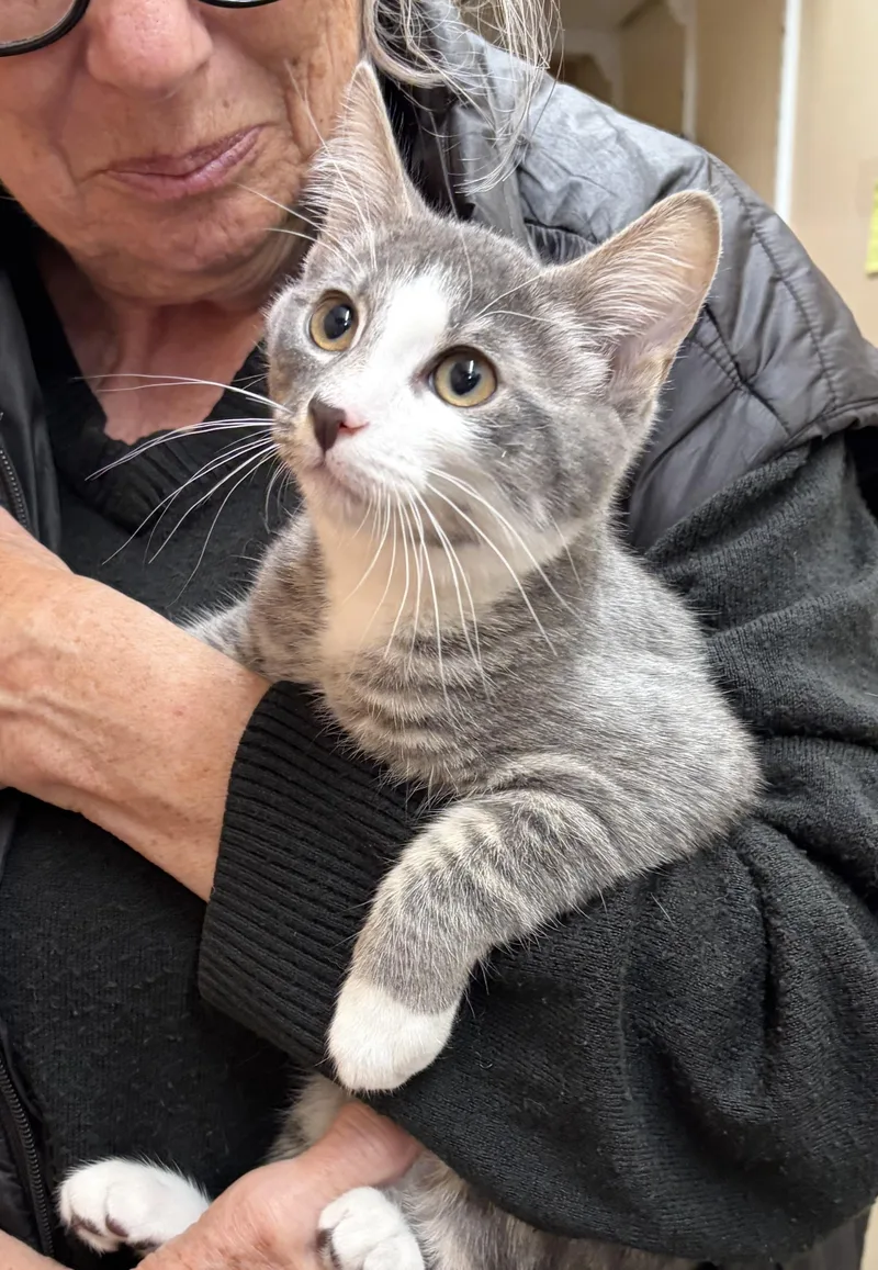 A baby small-sized male Tabby (Gray / Blue / Silver) Domestic Short Hair cat named Gus and Mica for adoption in Bothell, WA