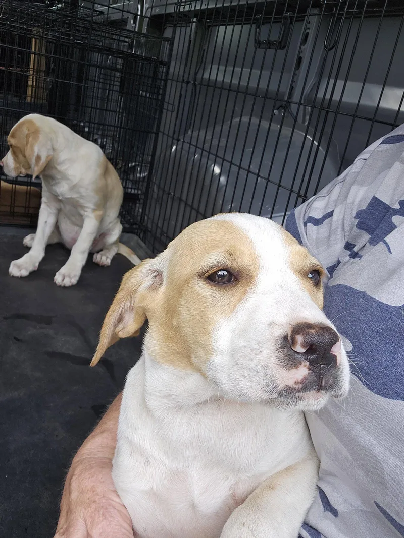 A young medium-sized female Spaniel dog named Blondie for adoption in Blairsville, GA