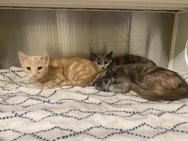 A young small-sized male Domestic Short Hair cat named Robot for adoption in Tustin, CA
