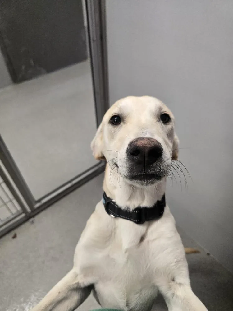 A baby large-sized female Hound dog named Split for adoption in Wellington, KS