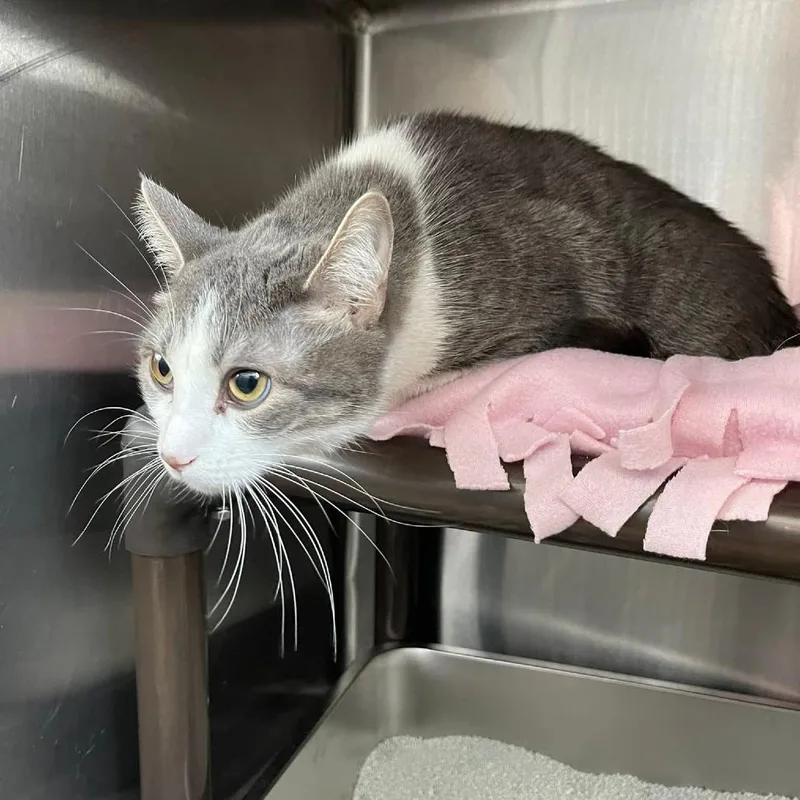 Bluejay C thumbnail 2