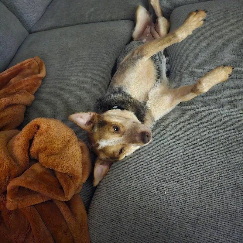 Piper