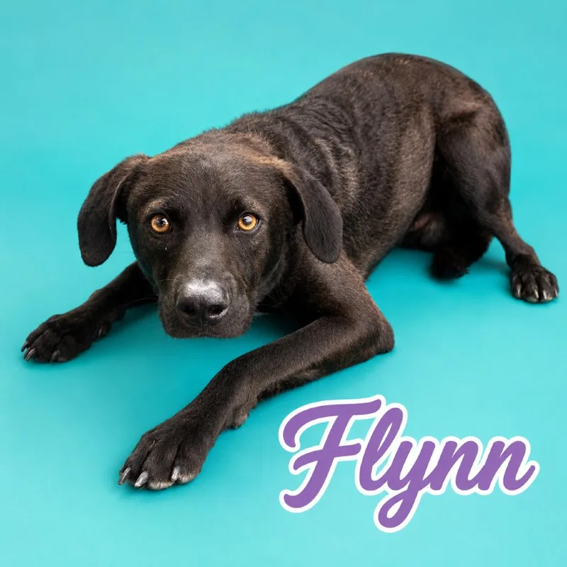 An adult medium-sized male Brown / Chocolate Chocolate Labrador Retriever dog named Flynn for adoption in Scottsdale, AZ
