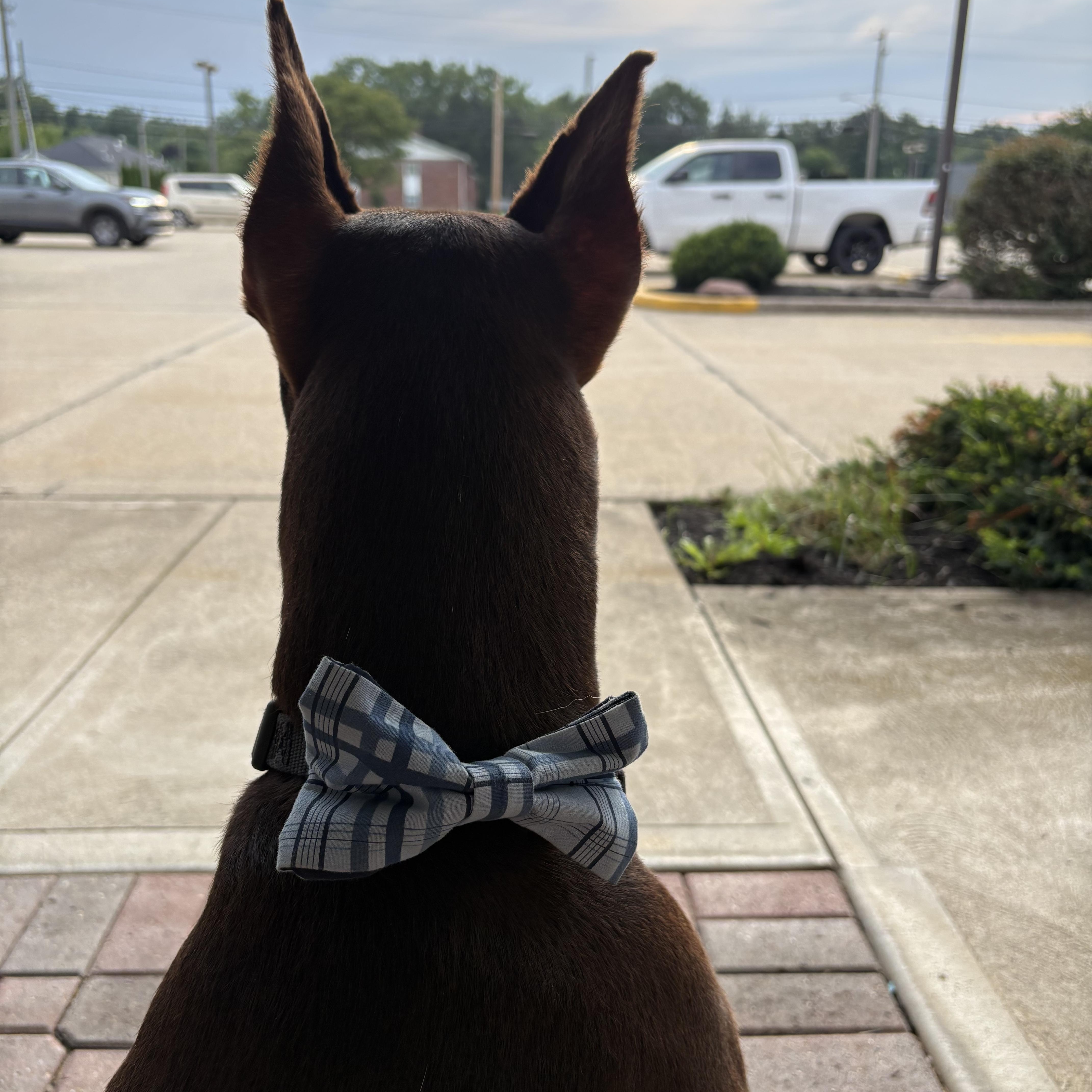 Milo Bear