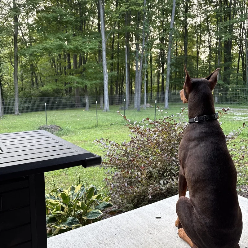 Milo Bear thumbnail 3