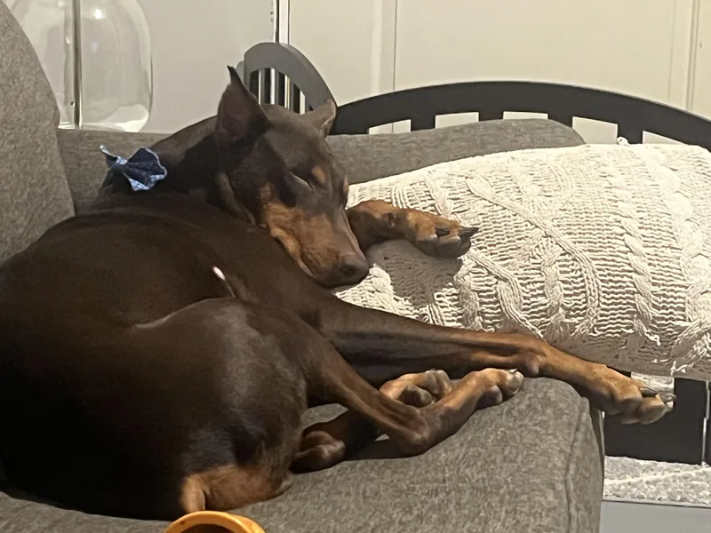 Milo Bear thumbnail 5