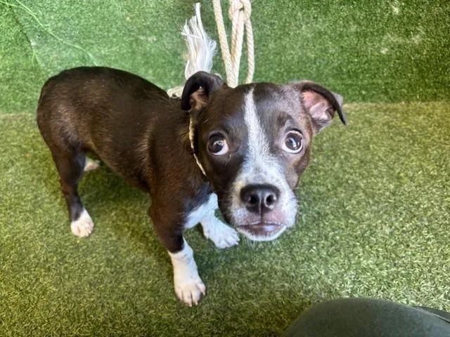 A young small-sized male Pug dog named Oreo for adoption in Lancaster, CA