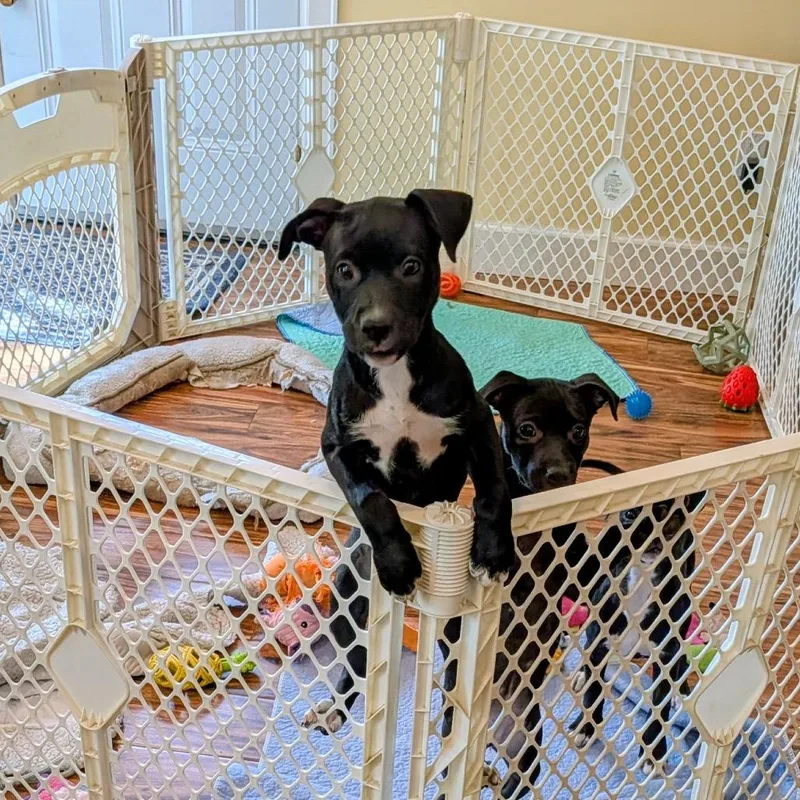 A baby medium-sized female Black Labrador Retriever dog named Santorini for adoption in Spring, TX