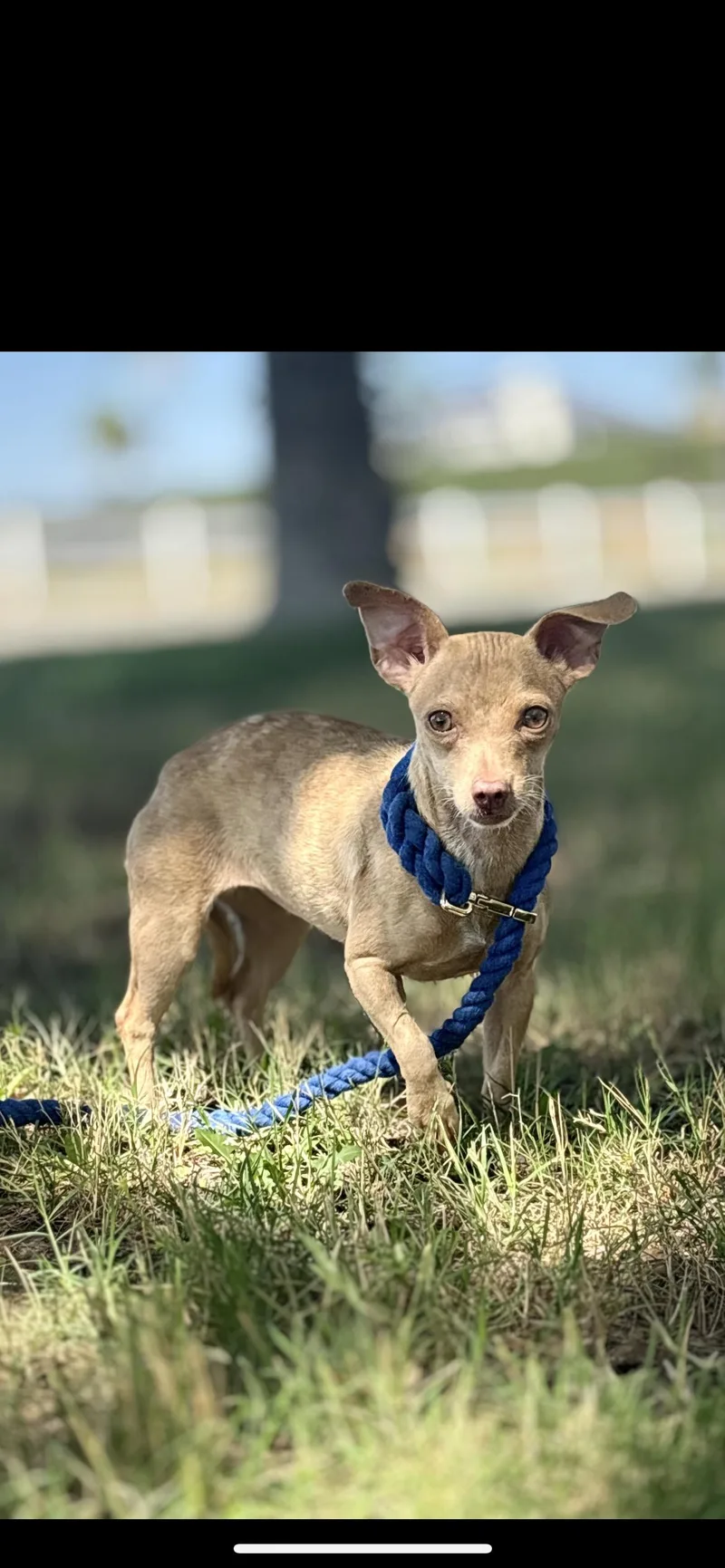 A young small-sized female Apricot / Beige Chihuahua dog named Lainey for adoption in Hamden, CT