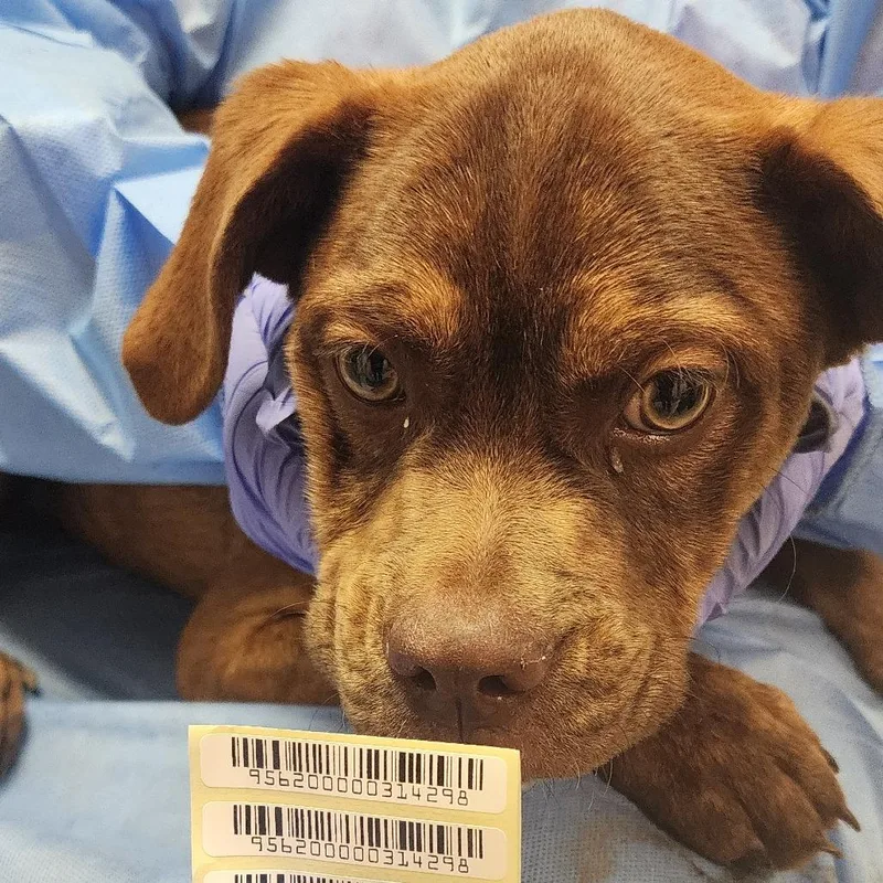 A young small-sized male Brown / Chocolate Mixed Breed dog named Cheese & Onion for adoption in Charleston, WV