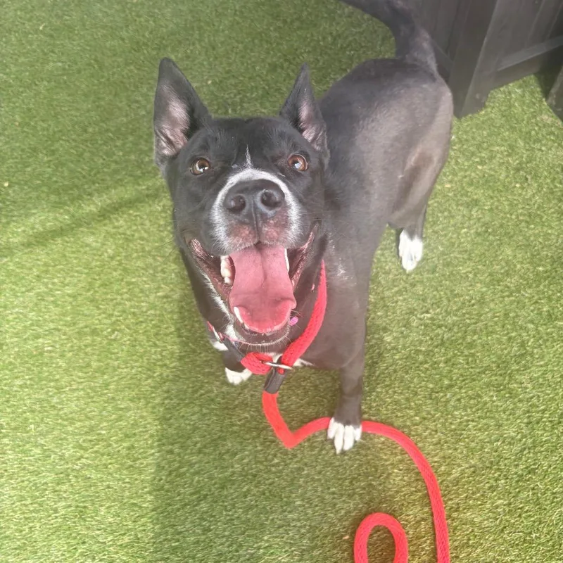 A young medium-sized female Black Mixed Breed dog named Pinky for adoption in Philadelphia, PA