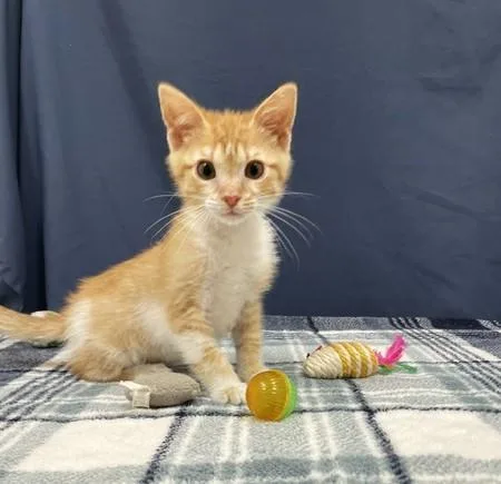 A baby medium-sized male White Domestic Short Hair cat named Cheeto for adoption in Red Wing, MN