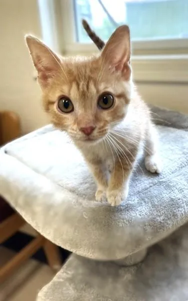 Cheeto thumbnail 2