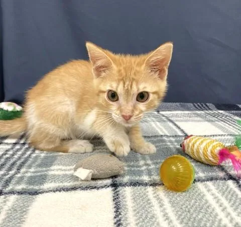 Cheeto thumbnail 3