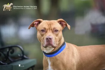 An adult medium-sized male American Staffordshire Terrier dog named a Jordy for adoption in North Charleston, SC
