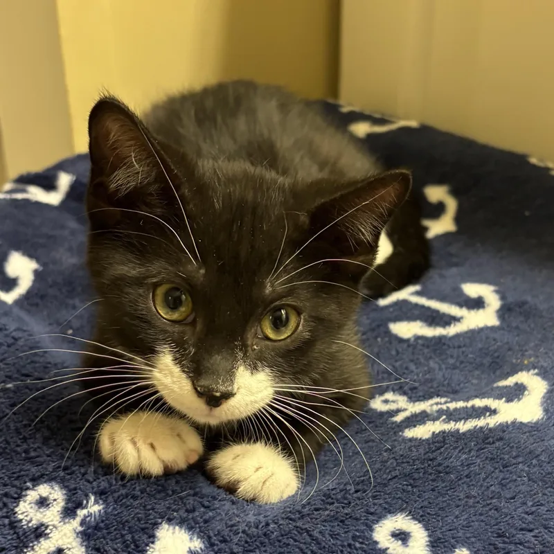 A baby medium-sized male Black & White / Tuxedo Domestic Short Hair cat named Gonzo for adoption in jacksonville, FL