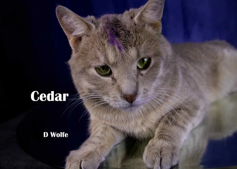 A young medium-sized male Tabby (Buff / Tan / Fawn) Tabby cat named Cedar for adoption in York, NE