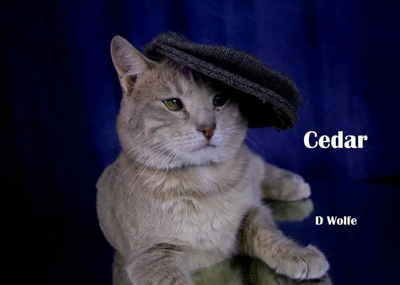 Cedar thumbnail 2