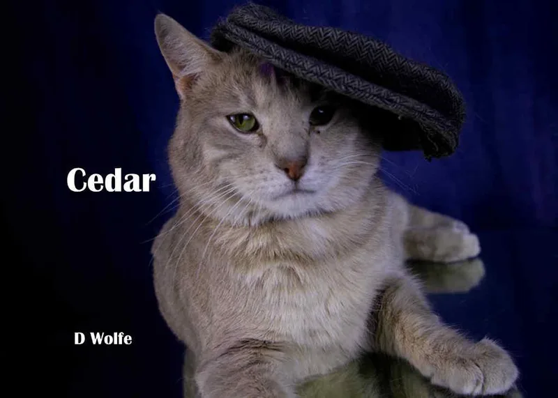 Cedar thumbnail 3