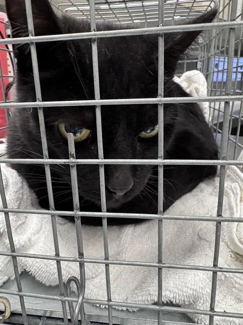 A senior small-sized male Domestic Short Hair cat named Thomas for adoption in Las Vegas, NV