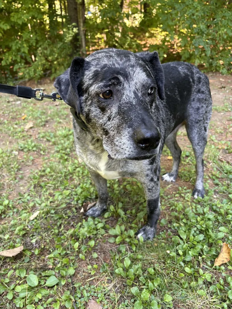 A senior large-sized male Catahoula Leopard Dog dog named Finn ME for adoption in Warren, ME