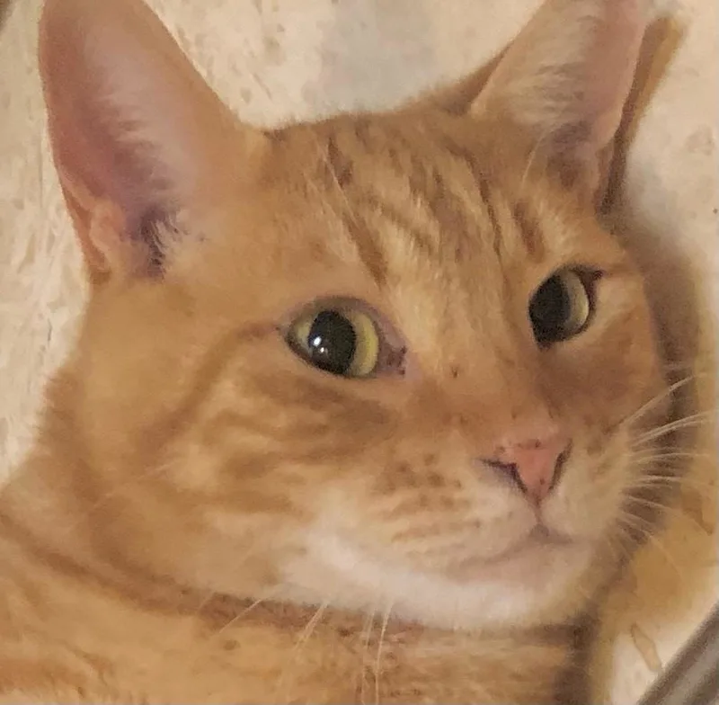 An adult medium-sized male Orange / Red Tabby cat named Teddy for adoption in Oro Valley, AZ