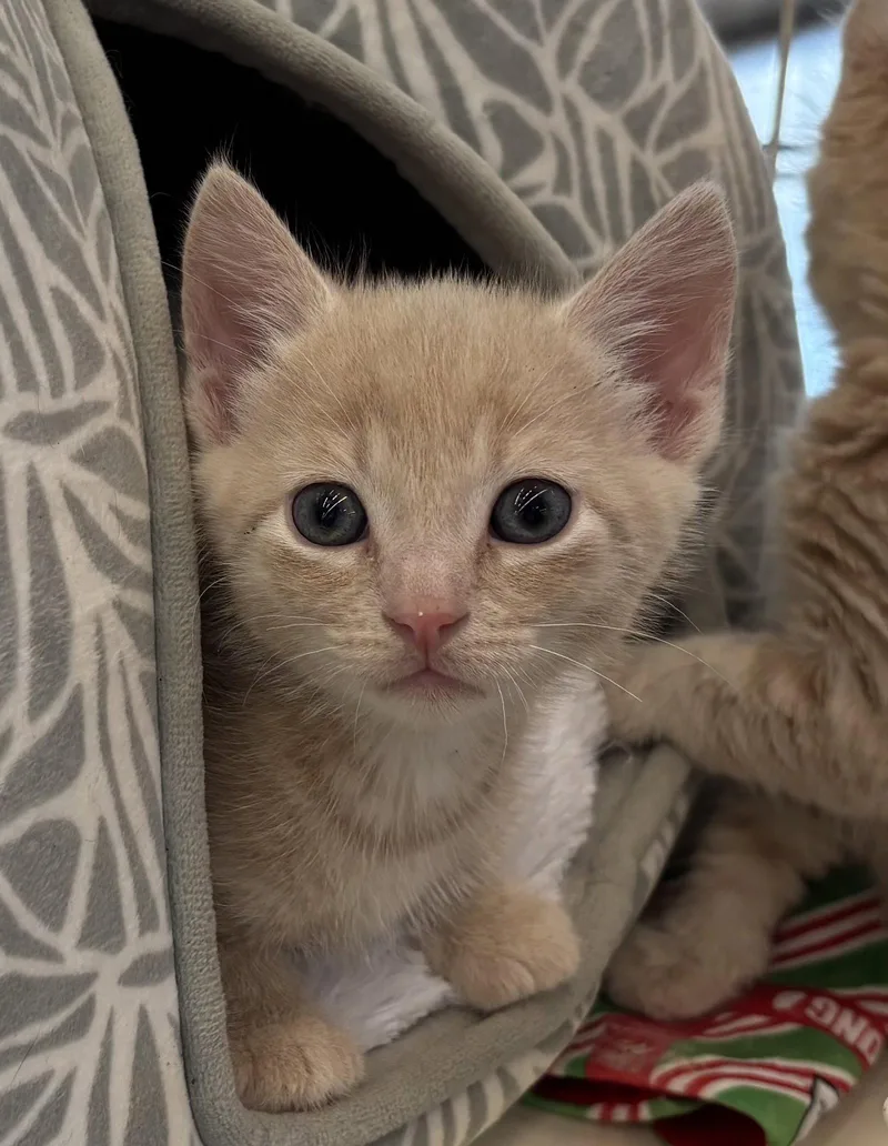 A baby medium-sized male Domestic Medium Hair cat named Dandy for adoption in Montgomery, TX