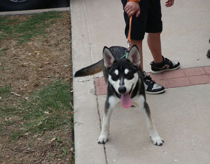 A young medium-sized male Black Husky dog named Cozmo for adoption in Pflugerville, TX